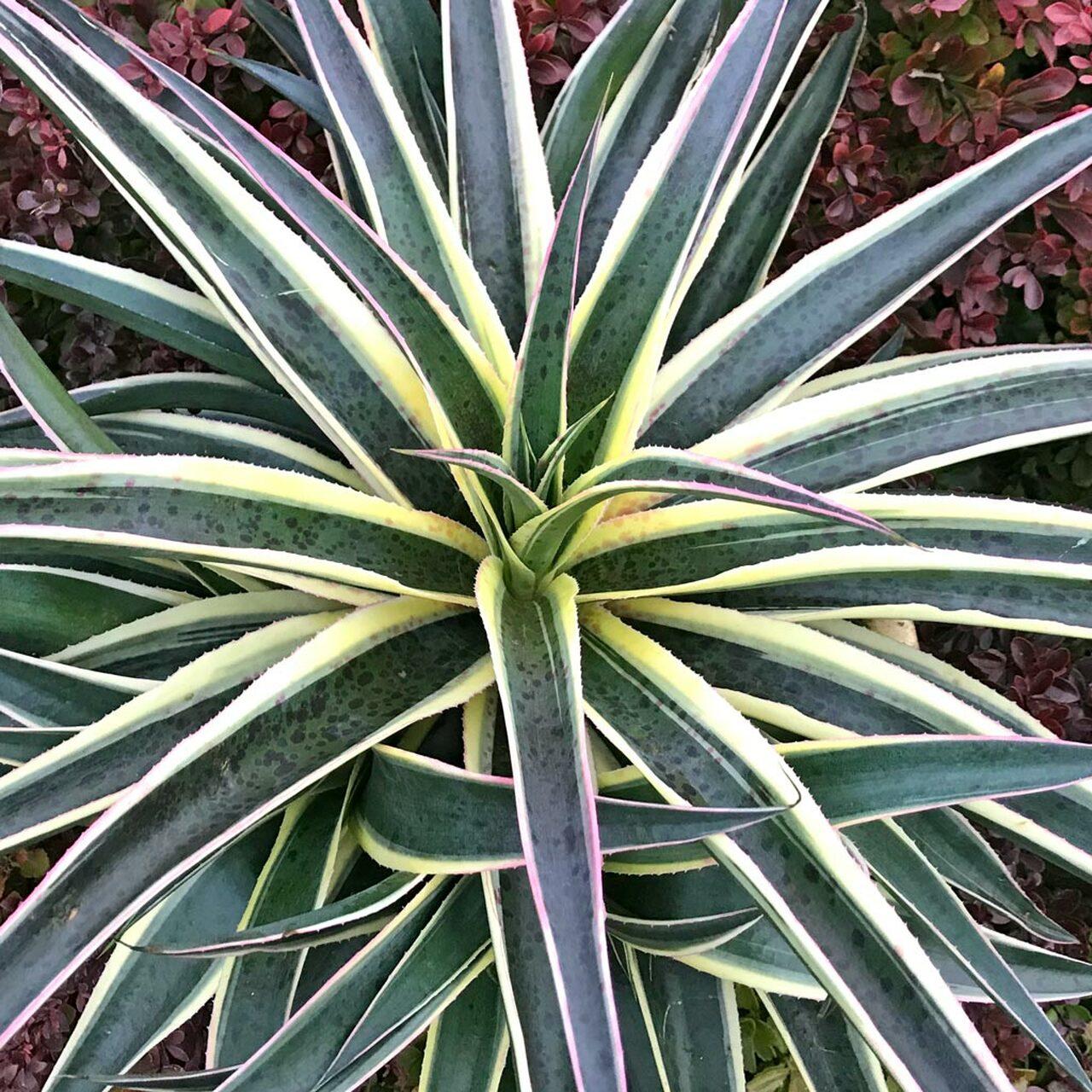 Agave Manfredii SNOW LEOPARD ® ( Mangave) - Pépinière La Forêt