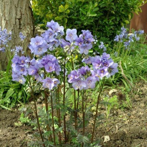 POLEMONIUM Bressingham purple - Pépinière La Forêt