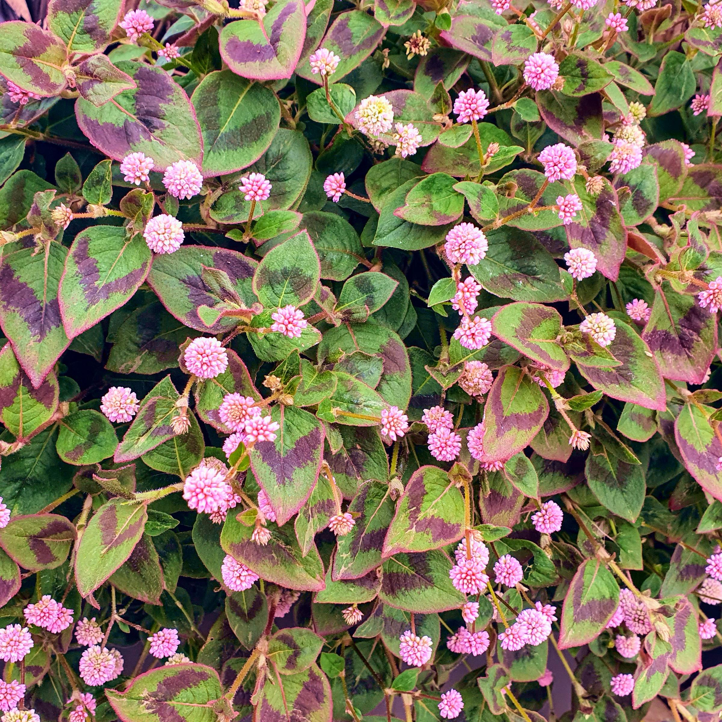 PERSICARIA capitata Pink Tome - Pépinière La Forêt