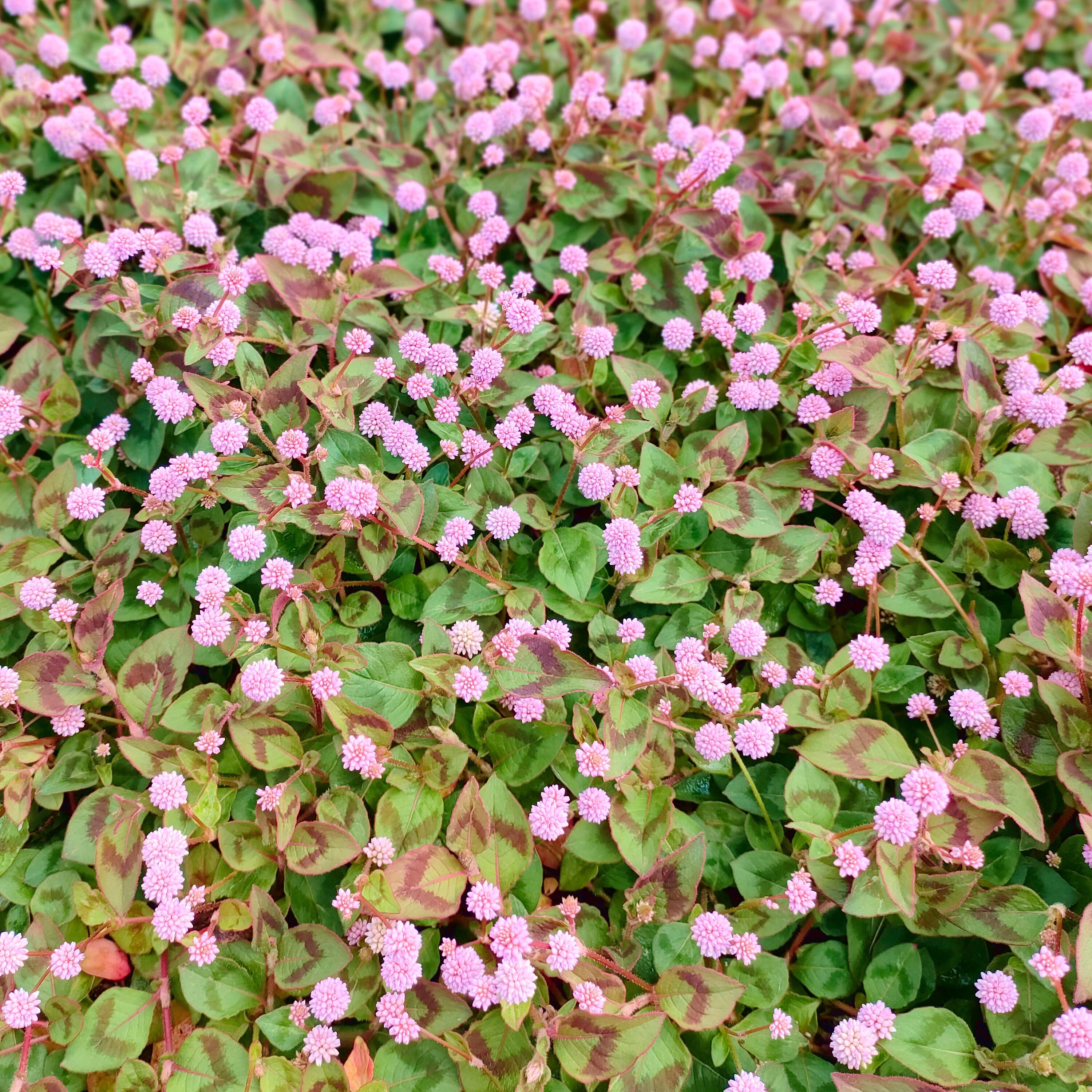 PERSICARIA capitata Pink Tome - Pépinière La Forêt