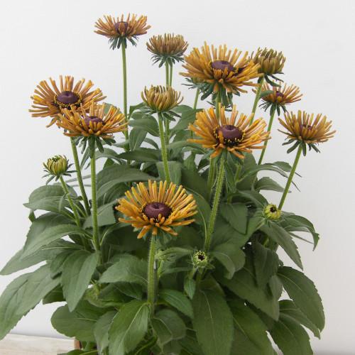 RUDBECKIA Electra Shock - Pépinière La Forêt