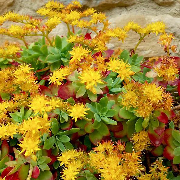 SEDUM palmeri - Pépinière La Forêt