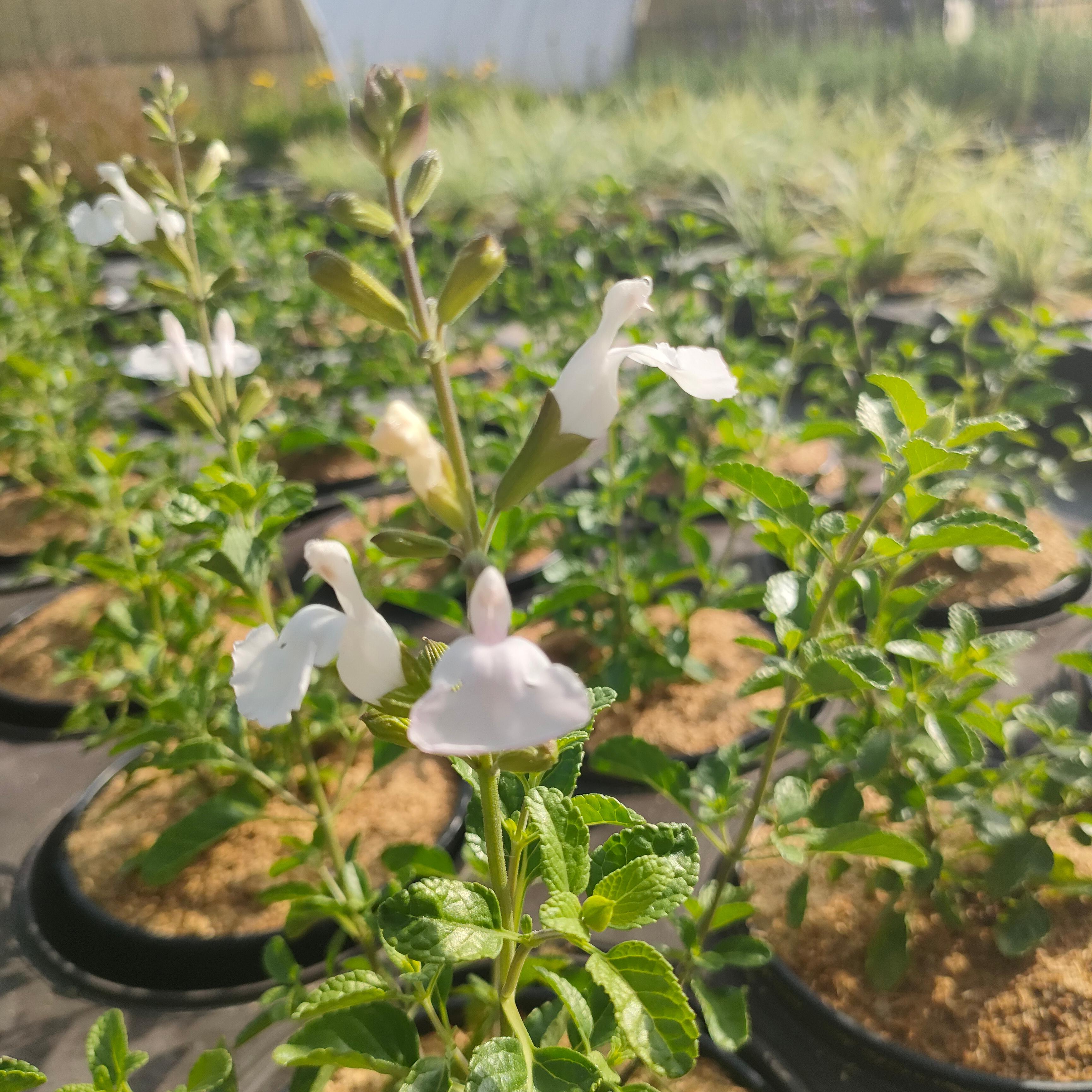 SALVIA grahamii Chantilly - Pépinière La Forêt