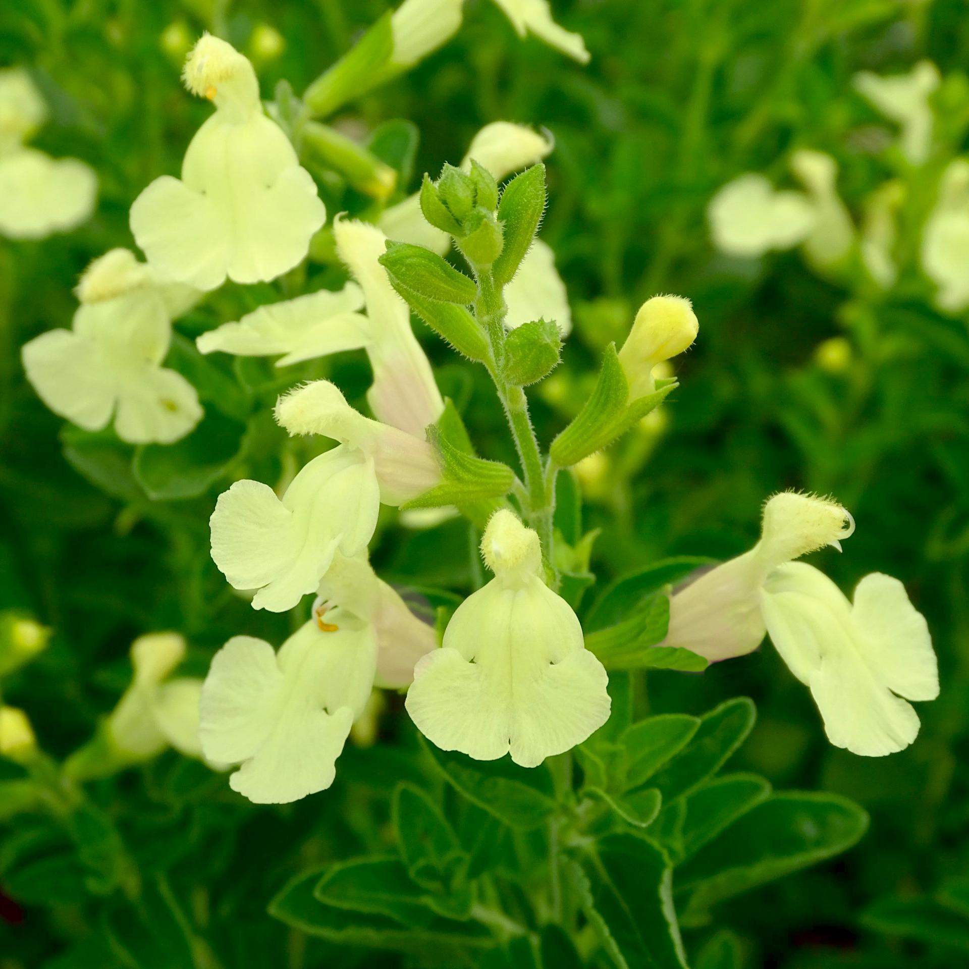 SALVIA microphylla Cherboug - Pépinière La Forêt