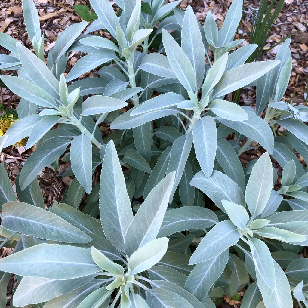 SALVIA apiana - Pépinière La Forêt