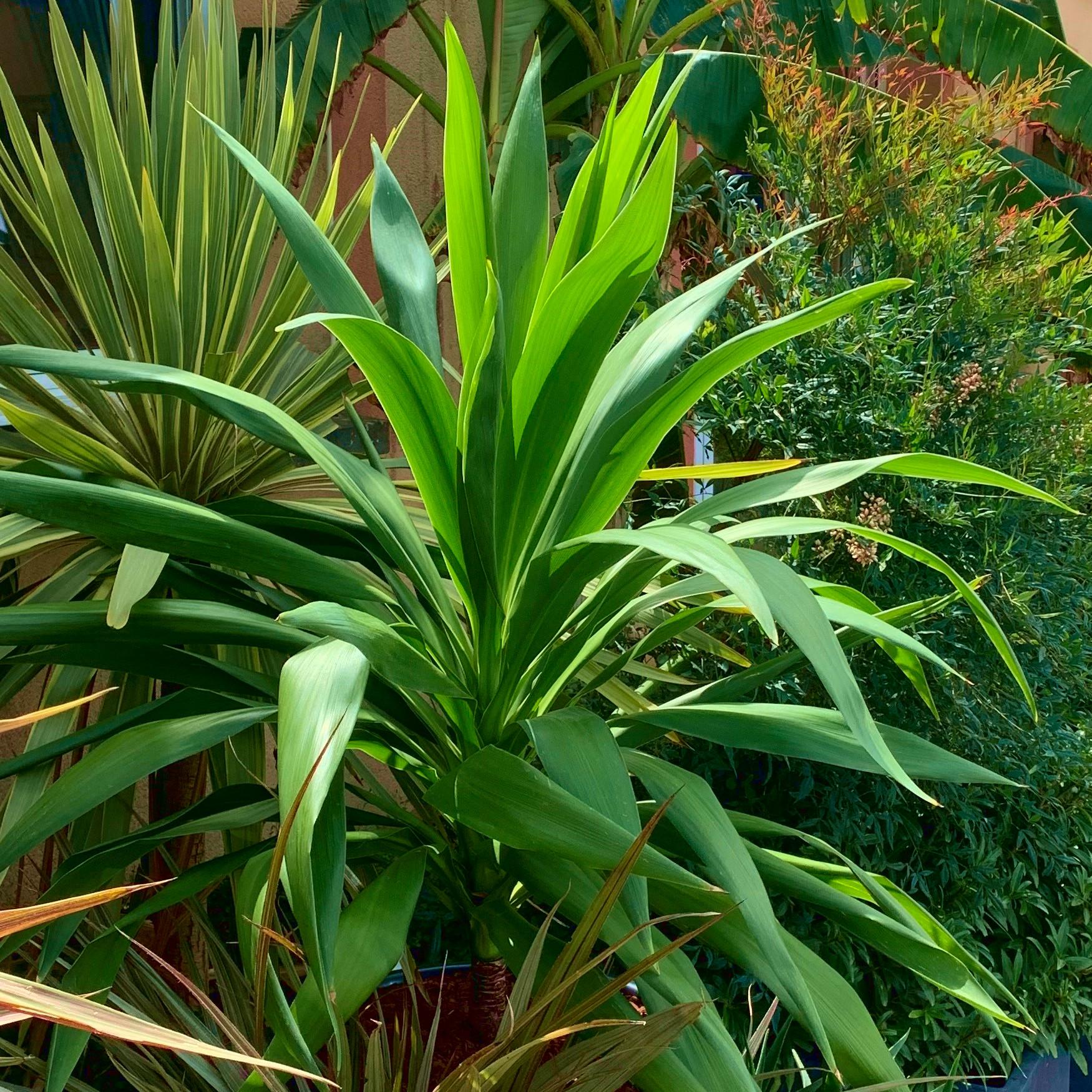 CORDYLINE Emerald Star ArticJungle® - Pépinière La Forêt