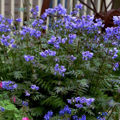POLEMONIUM Heaven Scent ® - Pépinière La Forêt
