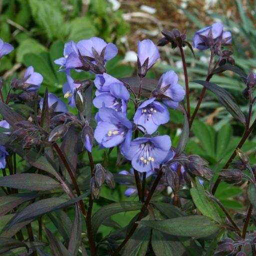 POLEMONIUM Heaven Scent ® - Pépinière La Forêt