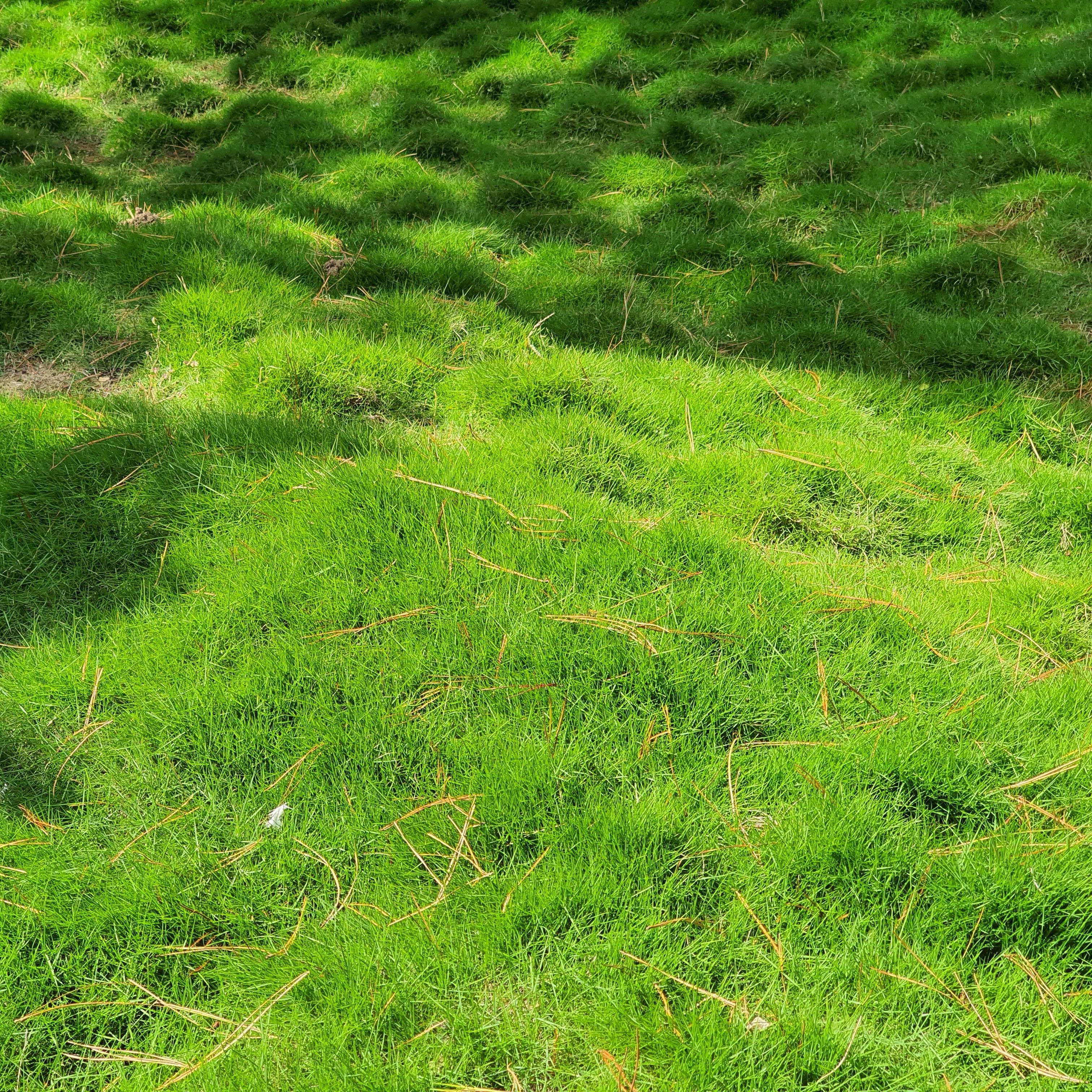 ZOYSIA tenuifolia AlterGazon® - Pépinière La Forêt