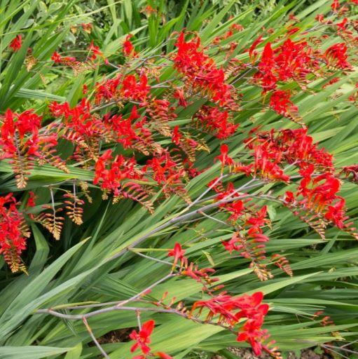 CROCOSMIA Saracen - Pépinière La Forêt