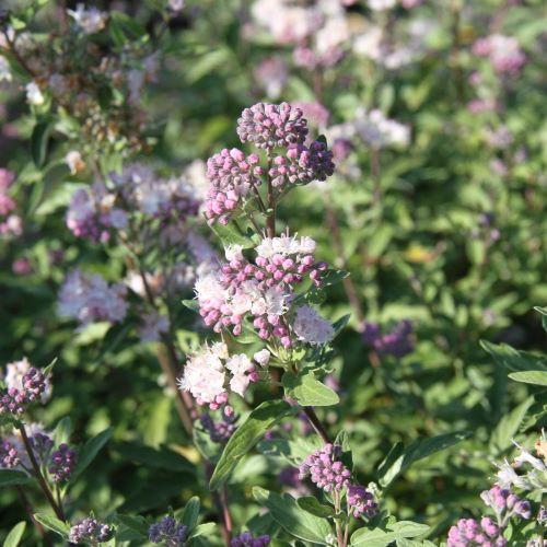 CARYOPTERIS clandonensis Camara Pink ®  - Pépinière La Forêt