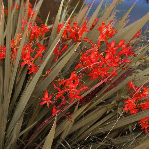 CROCOSMIA Saracen - Pépinière La Forêt