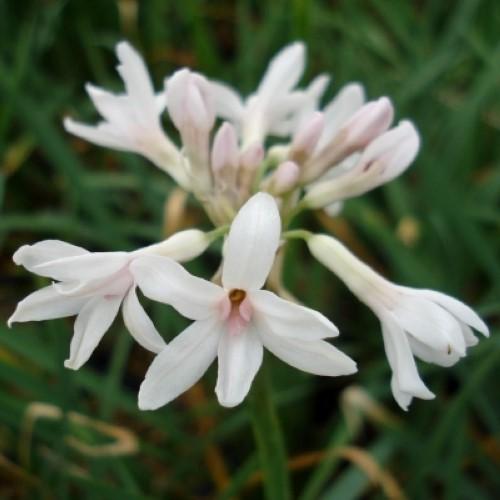 TULBAGHIA violacea Blanc - Pépinière La Forêt