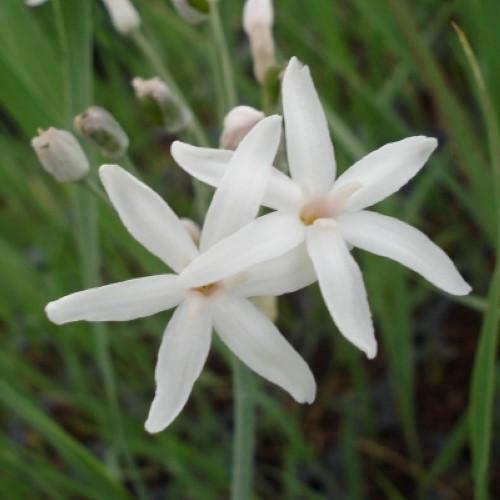 TULBAGHIA violacea Blanc - Pépinière La Forêt