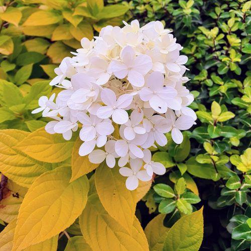 HYDRANGEA PANICULATA SUNLIGHT® - Pépinière La Forêt