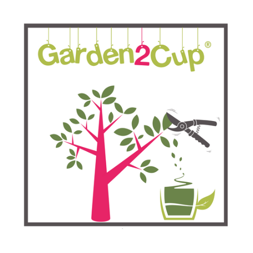 Logo Garden2Cup - ILEX paraguariensis Garden2Cup ®  - Pépinière La Forêt