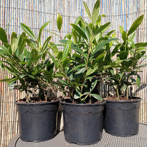 ILEX paraguariensis Garden2Cup ® préconteneur - Pépinière La Forêt