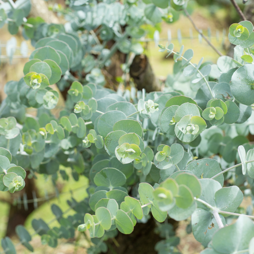 EUCALYPTUS pulverulentus Baby Blue - Pépinière La Forêt