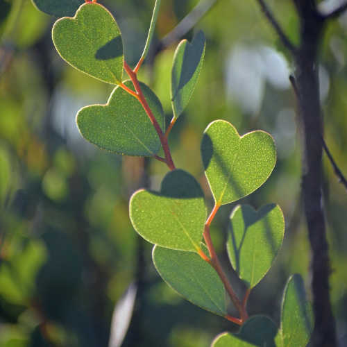 EUCALYPTUS websteriana - Pépinière La Forêt