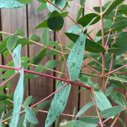 EUCALYPTUS parviflora  - Pépinière La Forêt