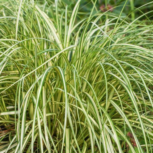 CAREX oshimensis Moon Falls ® - Pépinière La Forêt