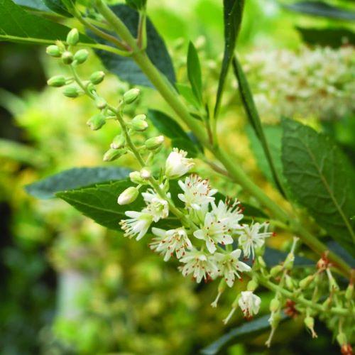 CLETHRA alnifolia Hummingbird - Pépinière La Forêt