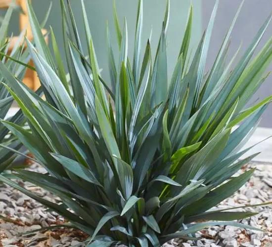 DIANELLA caerulea Blue Stream ®  - Pépinière La Forêt