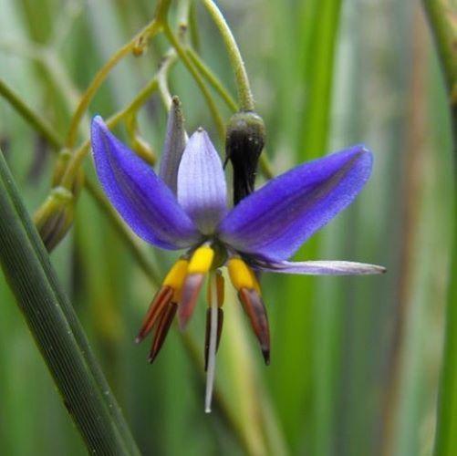 DIANELLA caerulea Blue Stream ®  - Pépinière La Forêt