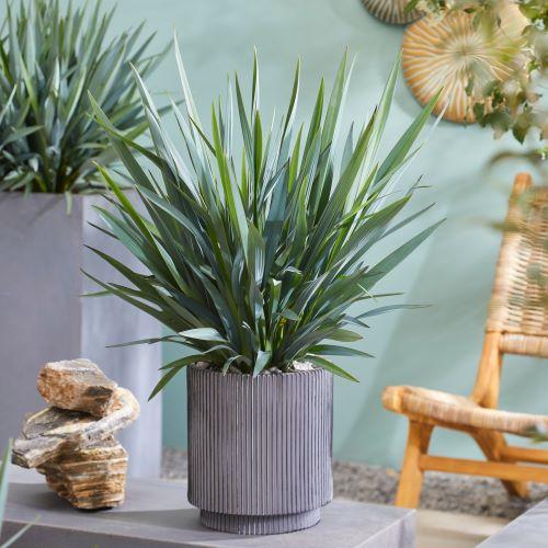 DIANELLA caerulea Blue Stream ®  - Pépinière La Forêt