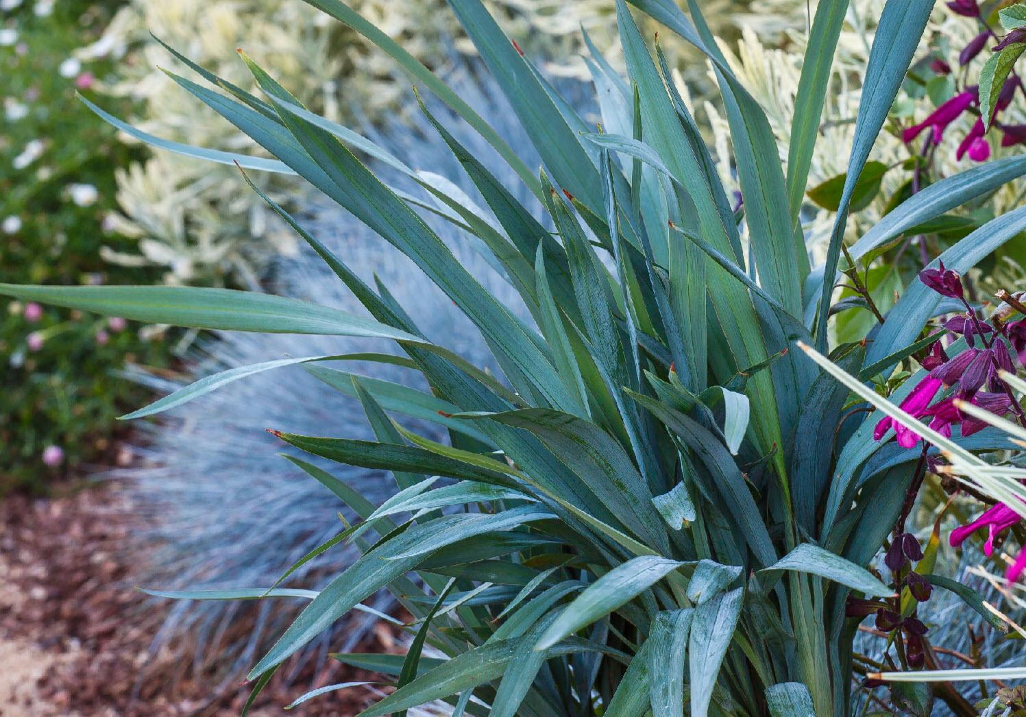 DIANELLA caerulea Clarity Blue ® - Pépinière La Forêt