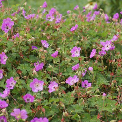 GERANIUM Kelly Ann ® - Pépinière La Forêt