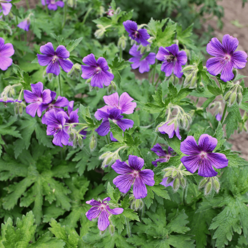 GERANIUM ibericum Jubatum - Pépinière La Forêt