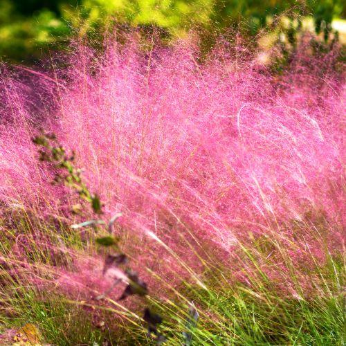 MUHLENBERGIA capilaris Ruby - Pépinière La Forêt