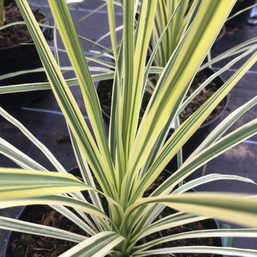 CORDYLINE australis Lime Passion ® - Pépinière La Forêt