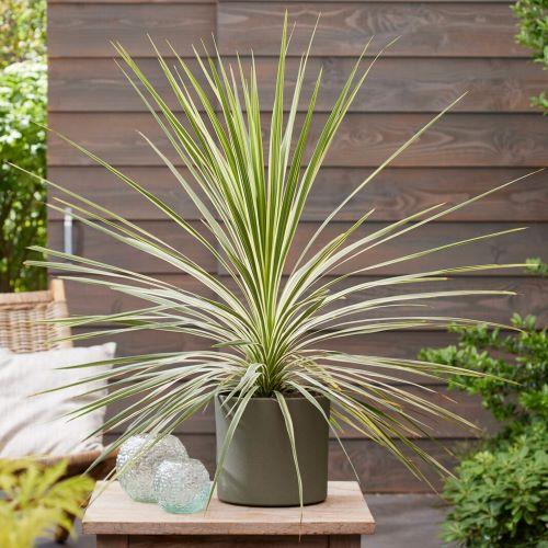 CORDYLINE australis Lime Passion ® - Pépinière La Forêt