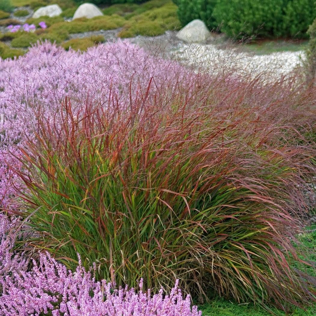 PANICUM virgatum Rotstrahlbusch - Pépinière La Forêt