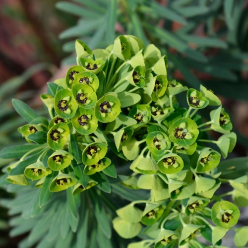 EUPHORBIA charachias 'Black Pearl' - Pépinière La Forêt