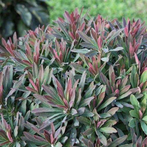 EUPHORBIA amygdaloïdes Ruby Glow ® - Pépinière La Forêt