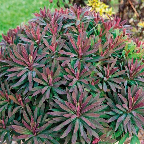 EUPHORBIA amygdaloïdes Ruby Glow ® - Pépinière La Forêt