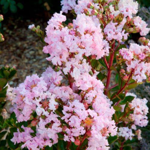 LAGERSTROEMIA indica With Love ® Babe - Pépinière La Forêt