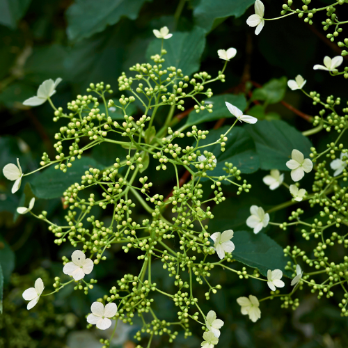 Hydrangea petiolaris 2 - Pépinière La Forêt