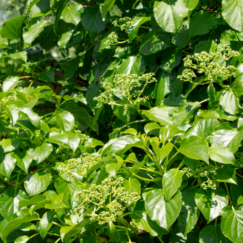 Hydrangea petiolaris 3 - Pépinière La Forêt