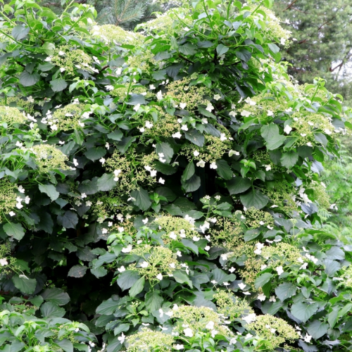 Hydrangea petiolaris 6 - Pépinière La Forêt