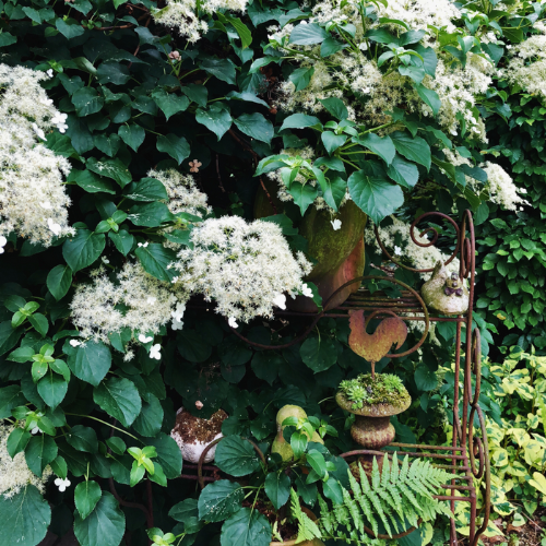 Hydrangea petiolaris 7 - Pépinière La Forêt