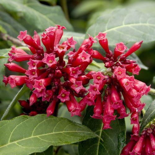 Cestrum newellii Scarlet Cluster - Pépinière La Forêt