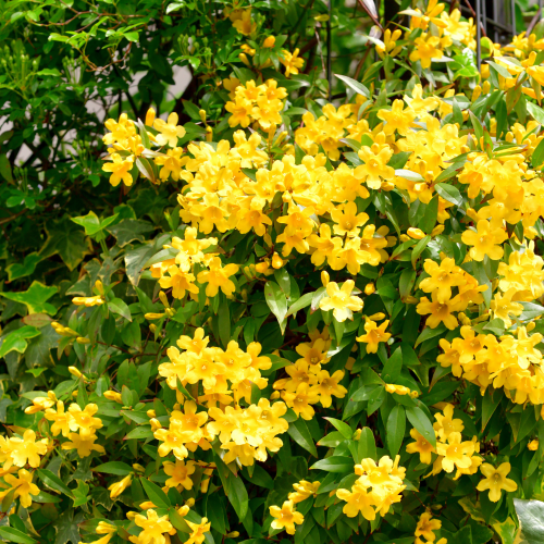 Gelsemium sempervirens - Pépinière La Forêt