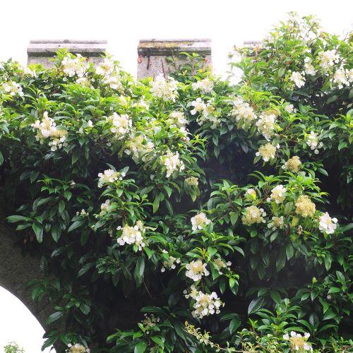 Hydrangea seemanii - Pépinière La Forêt