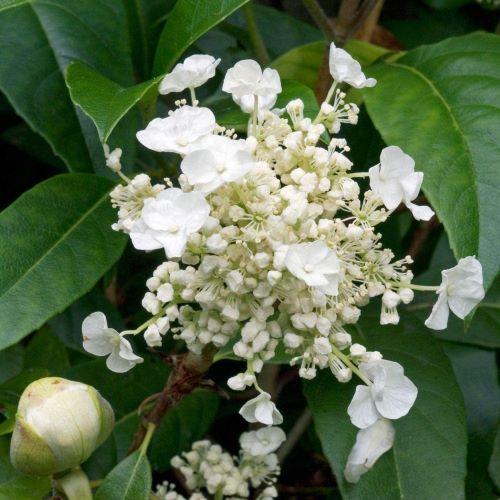 Hydrangea seemanii - Pépinière La Forêt