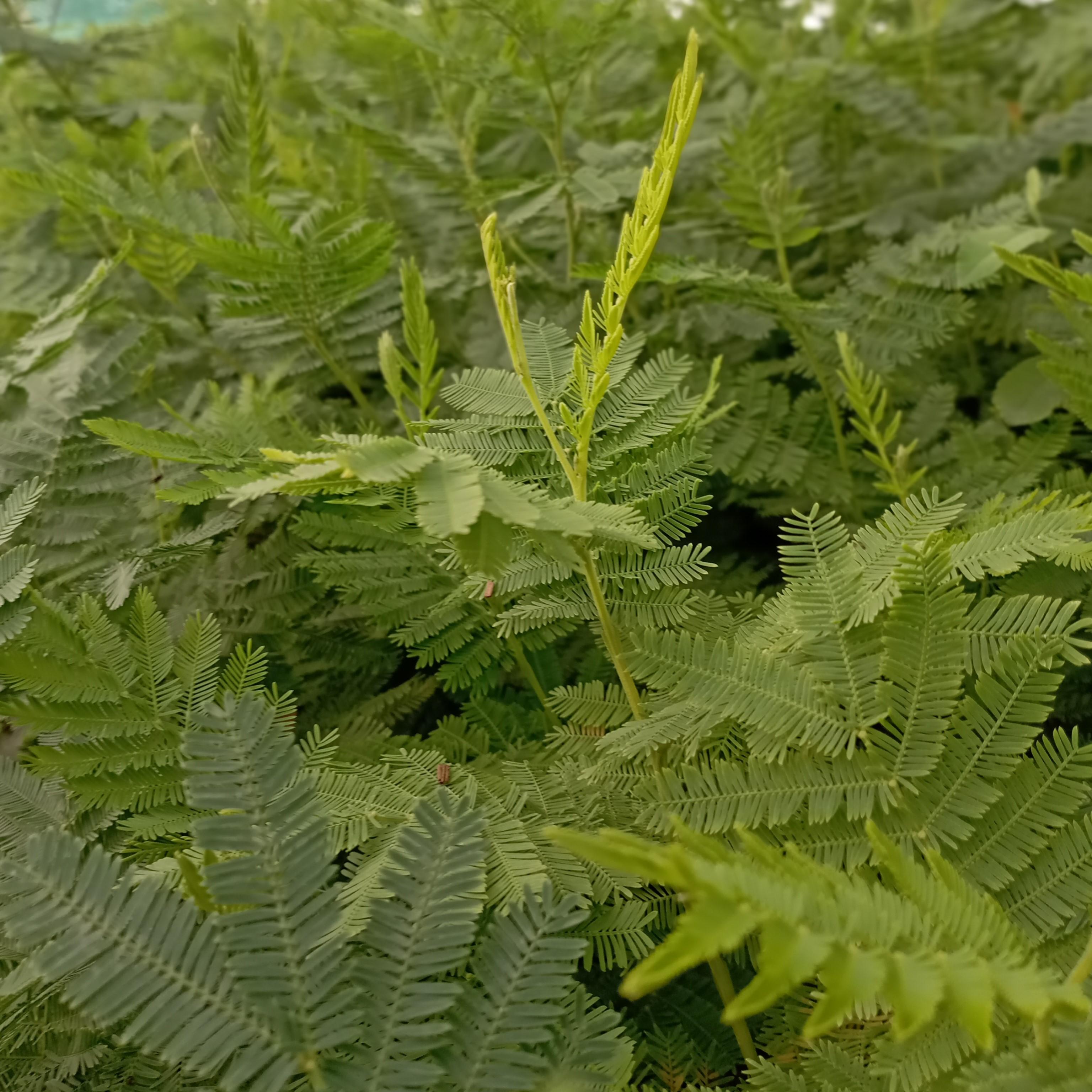 Acacia dealbata Gaulois Astier - Pépinière La Forêt
