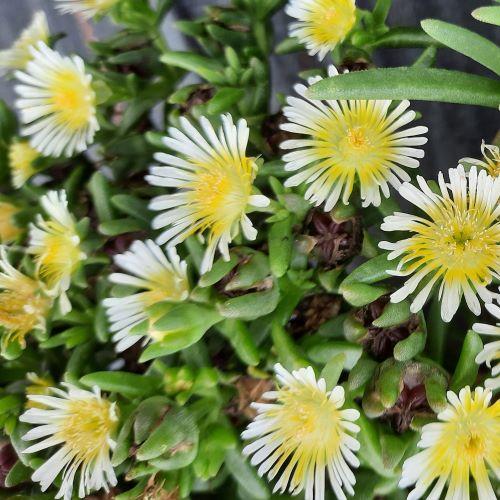 DELOSPERMA Suntropics ® Cream - Pépinière La Forêt